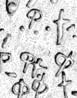 Clonfinlough2.jpg