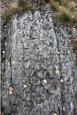 Gola