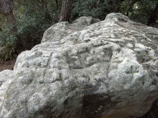 Orrius1
