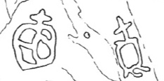 espolla2.jpg
